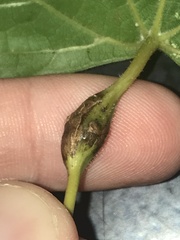 Neolasioptera vitinea