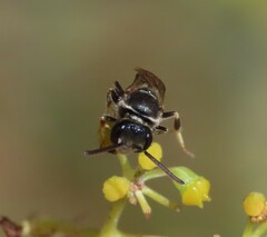 Lasioglossum