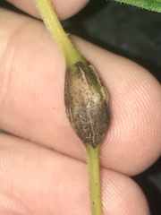 Neolasioptera vitinea