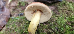 Aureoboletus roxanae