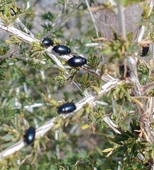 Altica obliterata