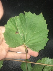 Neolasioptera vitinea