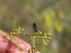 Lasioglossum
