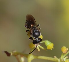 Lasioglossum