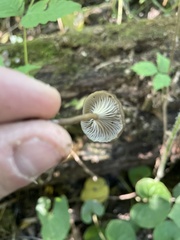 Arrhenia epichysium