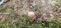 Calostoma ravenelii
