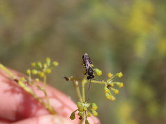 Lasioglossum