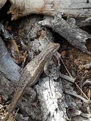 Sceloporus cowlesi