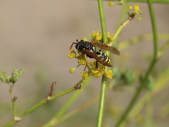 Polistes gallicus