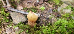 Calostoma ravenelii