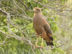 Buteogallus meridionalis