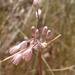 Allium telmatum - Photo (c) Sandro Bogdanović,  זכויות יוצרים חלקיות (CC BY-NC), הועלה על ידי Sandro Bogdanović