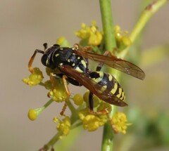 Polistes gallicus