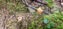 Calostoma ravenelii