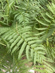 Homalosorus pycnocarpos