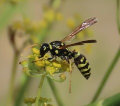 Polistes gallicus