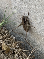 Tettigoniinae