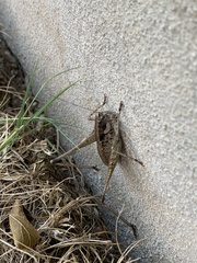 Tettigoniinae
