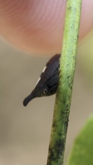 Enchenopa binotata