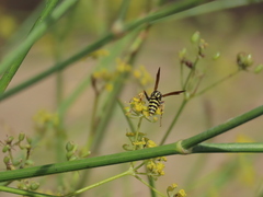 Polistes gallicus