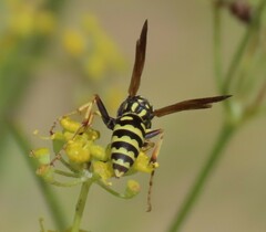 Polistes gallicus