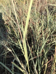 Sorghastrum nutans