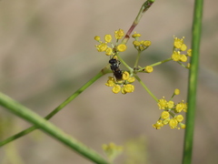 Hylaeus