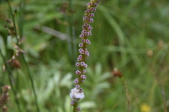 Triglochin maritima
