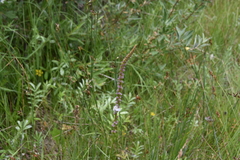 Triglochin maritima