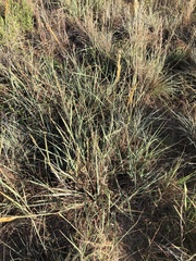Sorghastrum nutans