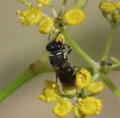 Hylaeus