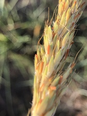 Sorghastrum nutans