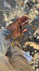 Hoffmannseggia microphylla