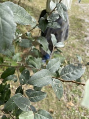 Elaeagnus umbellata