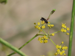 Hylaeus