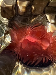 Actinia mediterranea