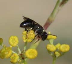 Hylaeus