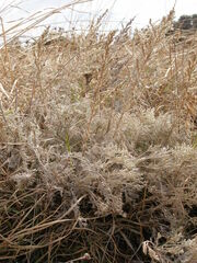 Artemisia maritima