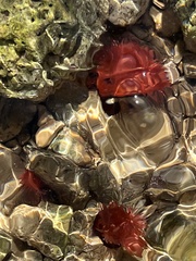 Actinia mediterranea