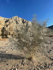 Psorothamnus spinosus