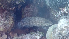 Cephalopholis cruentata