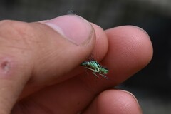 Coenagrion resolutum