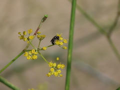 Hylaeus