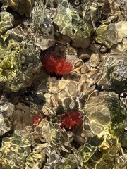 Actinia mediterranea