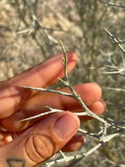 Psorothamnus spinosus