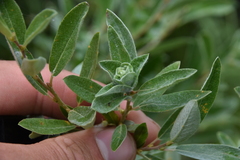 Rabdophaga strobiloides