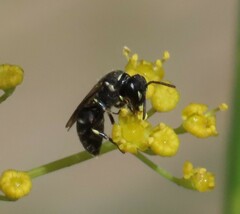 Hylaeus