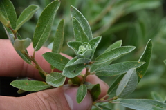 Rabdophaga strobiloides