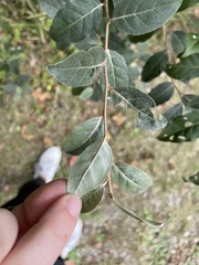 Elaeagnus umbellata