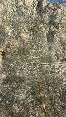 Psorothamnus spinosus